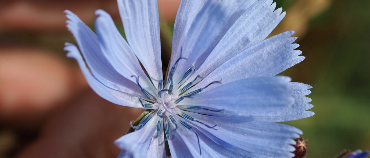 Eine zartblaue Blüte der gemeinen Wegwarte