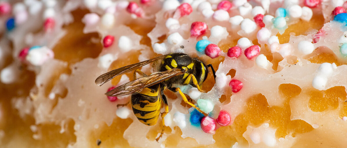 Eine Wespe macht sich über einen Donut mit Streuseln her.