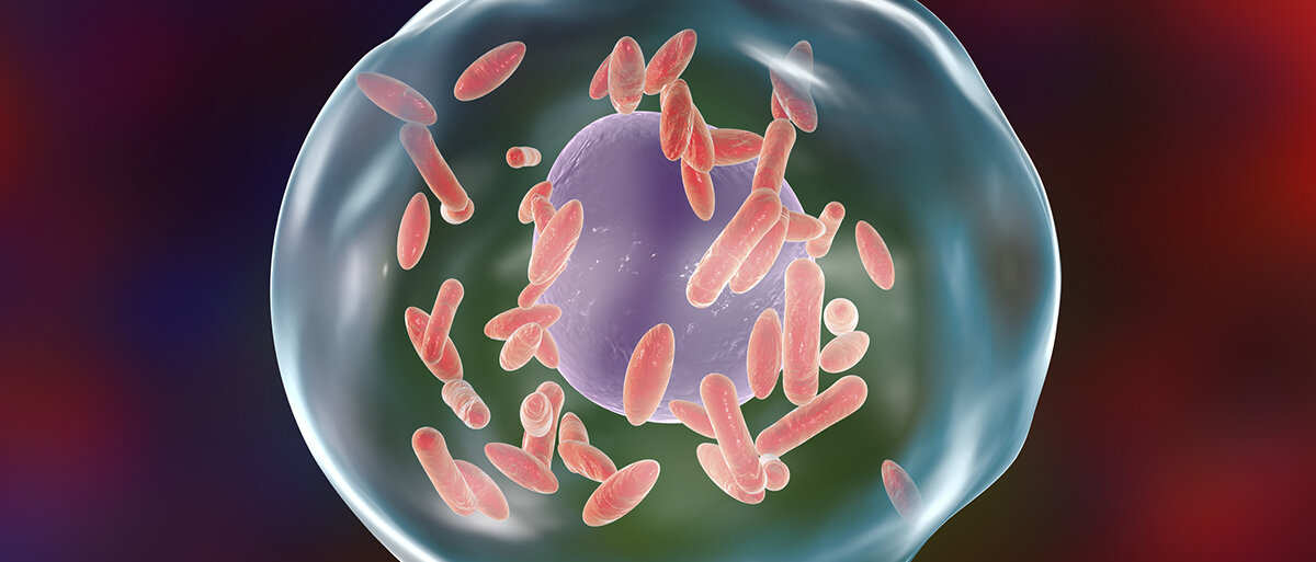 schematische Darstellung des Bakteriums Coxiella burneti in einer menschlichen Zellei 
