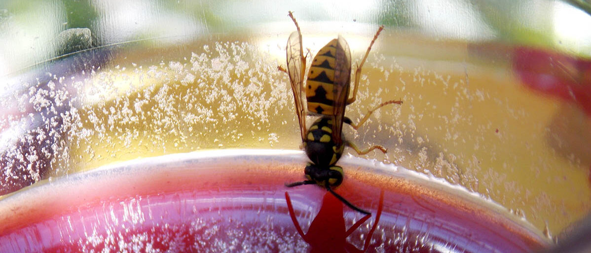 Erste Hilfe bei einem Insektenstich: Was tun bei einer allergischen Reaktion, wie eine Infektion verhindern und wie eine Bisswunde behandeln? Eine Wespe hĂ€ngt kopfĂŒber in einem Glas mit rotem Saft und trinkt.