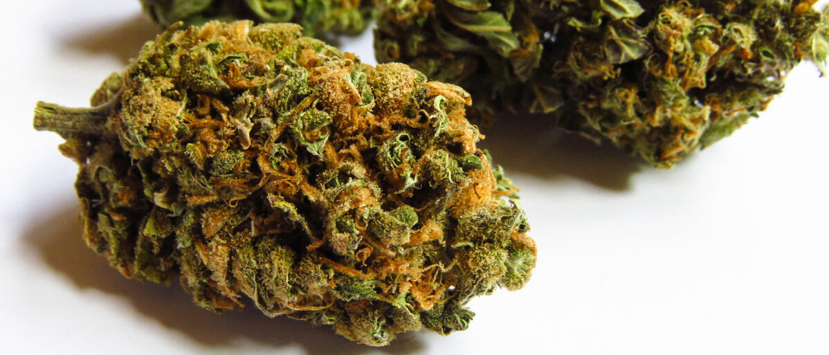 Drei getrocknete Cannabisblüten