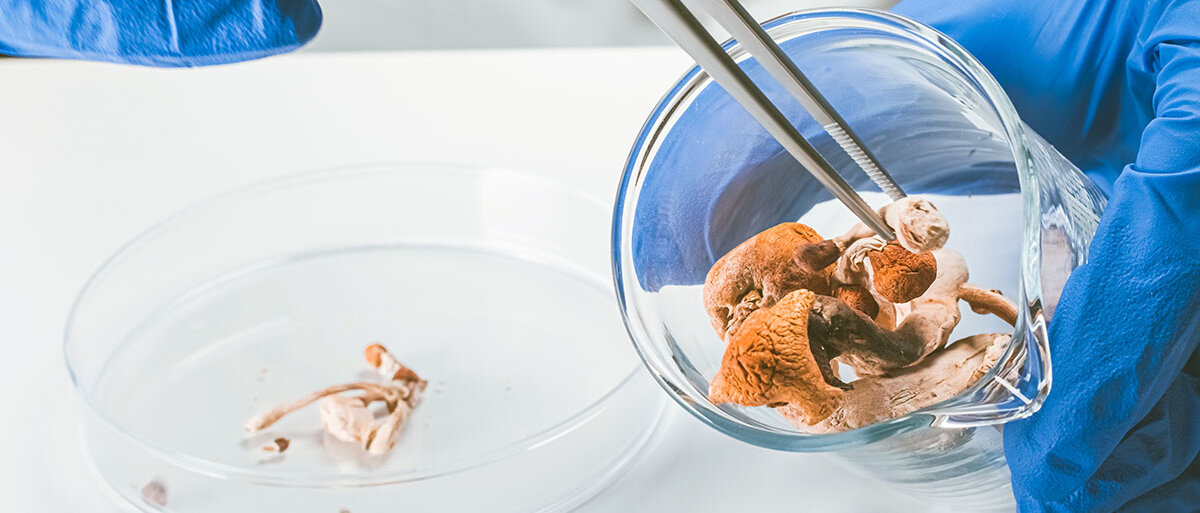Eine behandschuhte Hand sortiert getrocknete Pilze in zwei Petrischalen