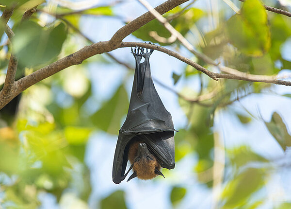 Eine Fledermaus hängt kopfüber an einem Ast und hat ihre Flügel um ihren Körper gewickelt.