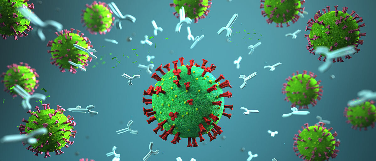 Antikörper in grün dargestellt gegen das Corona Virus