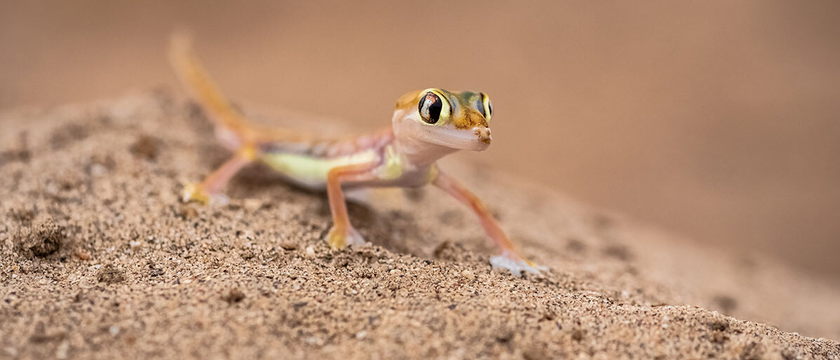 Gecko steht auf einem Sandhuegel