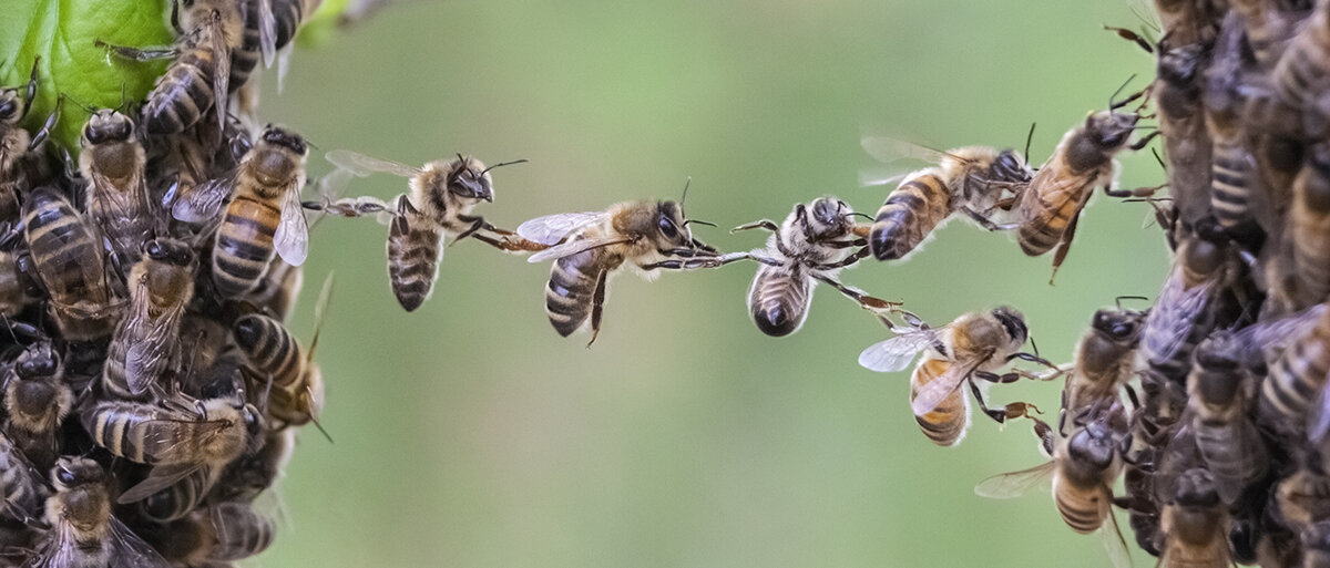 Ein Bienenvolk hält sich aneinander fest, um eine Lücke zu überbrücken