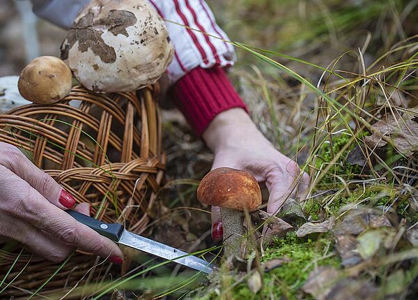 Sammeln von Wildpilzen im Wald. Sammeln von Wildpilzen im Wald.