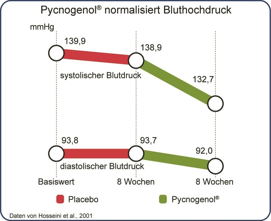 Pycnogenol® verbessert kardiovaskuläre Gesundheit