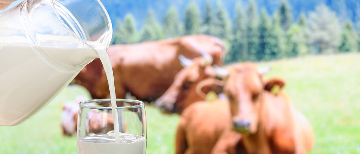 In ein Glas wird Milch eingeschenkt und im Hintergrund sind Kühe zu sehen