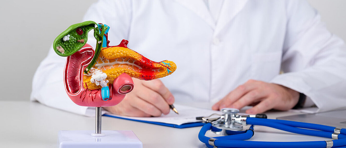 Warnzeichen für Bauchspeicheldrüsenkrebs frühzeitig erkennen Pankreas Modell steht auf einem Tisch. Dahinter sitze ein Arzt, der sich Notizen macht.