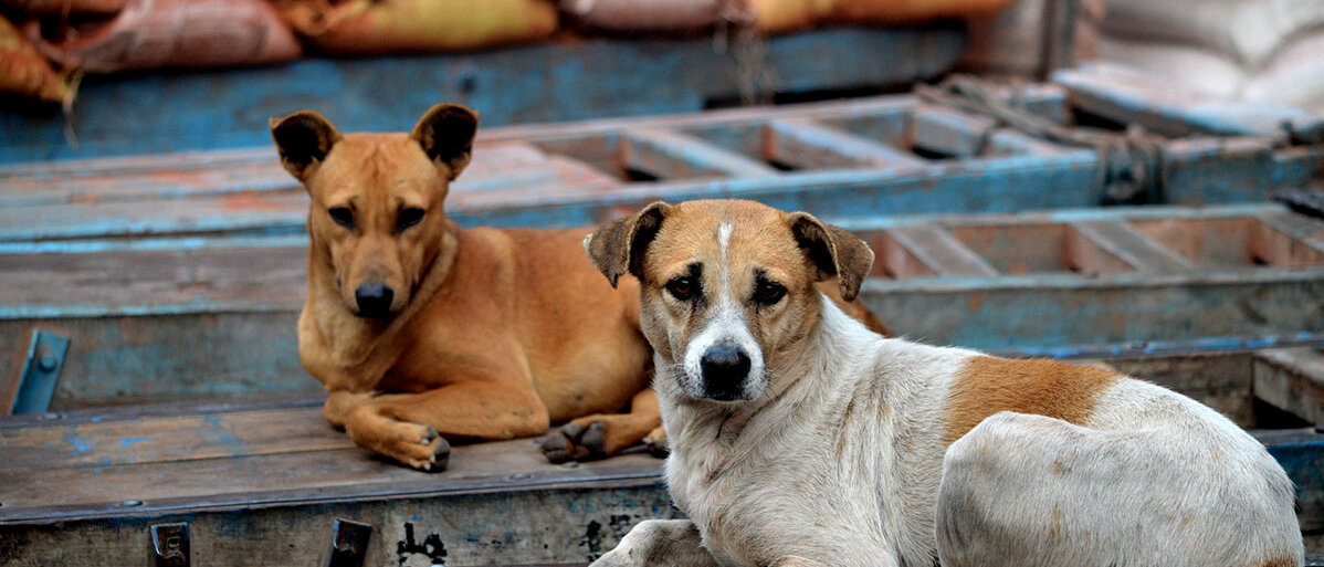 Streunende Hunde zwei streunende Hunde