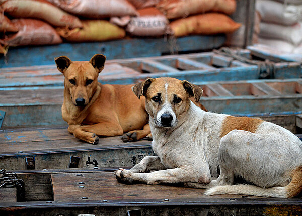 zwei streunende Hunde