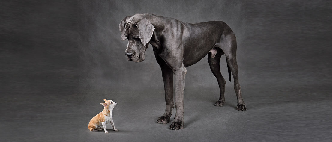 Zwei Hunde blicken sich an: ein kleiner Chihuahua und eine große Dogge.