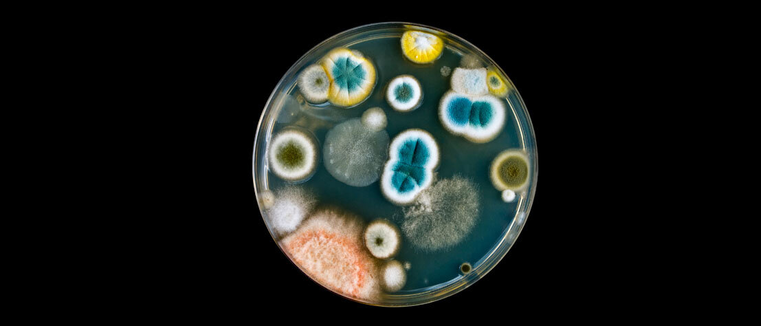 Eine Petrischale, in der mehrere bunte Pilzkulturen wachsen