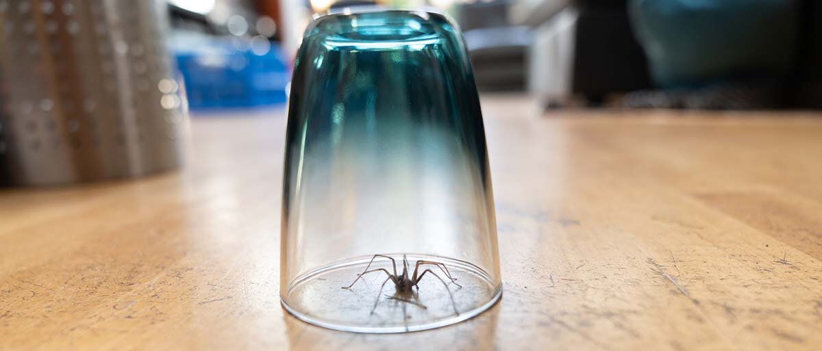 Spinne unter einem Wasserglas.