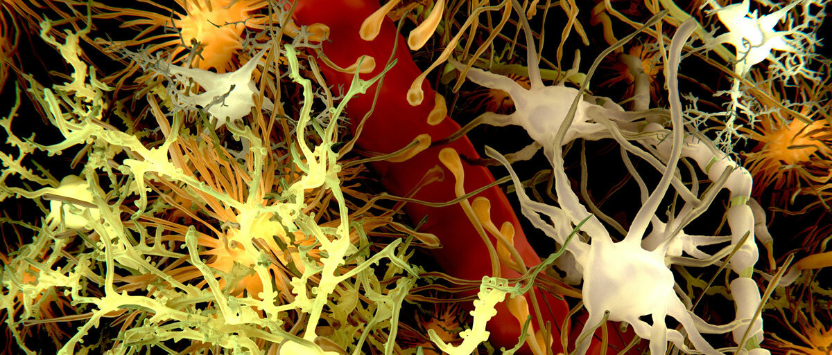 Eine Abbildung von Hirnzellen: Neuronen, Astrozyten, Oligodendrozyten und Mikroglia.