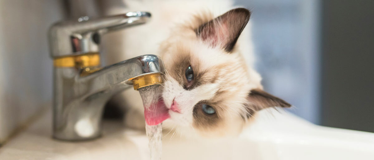 Eine Katze sitzt auf dem Waschbecken, hält den Kopf unter den laufenden Wasserhahn und trinkt.
