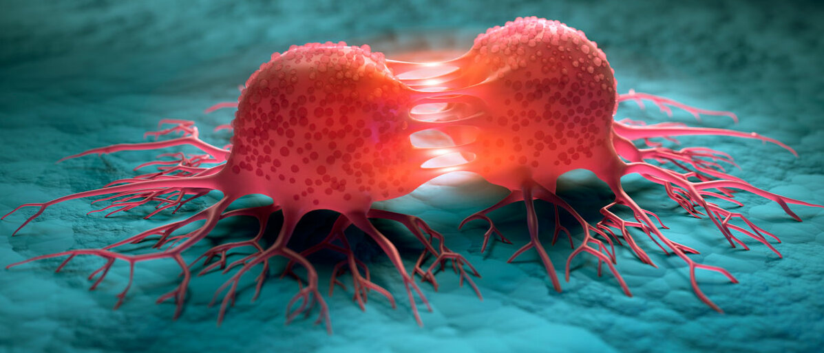 Eine rote Tumorzelle sitzt auf blauem Gewebe, die Zelle teilt sich gerade.