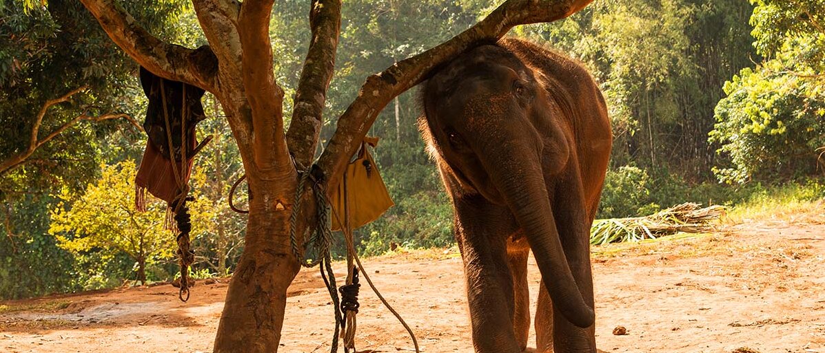 Ein junger Elefant kratzt seinen Kopf an einem Baum.