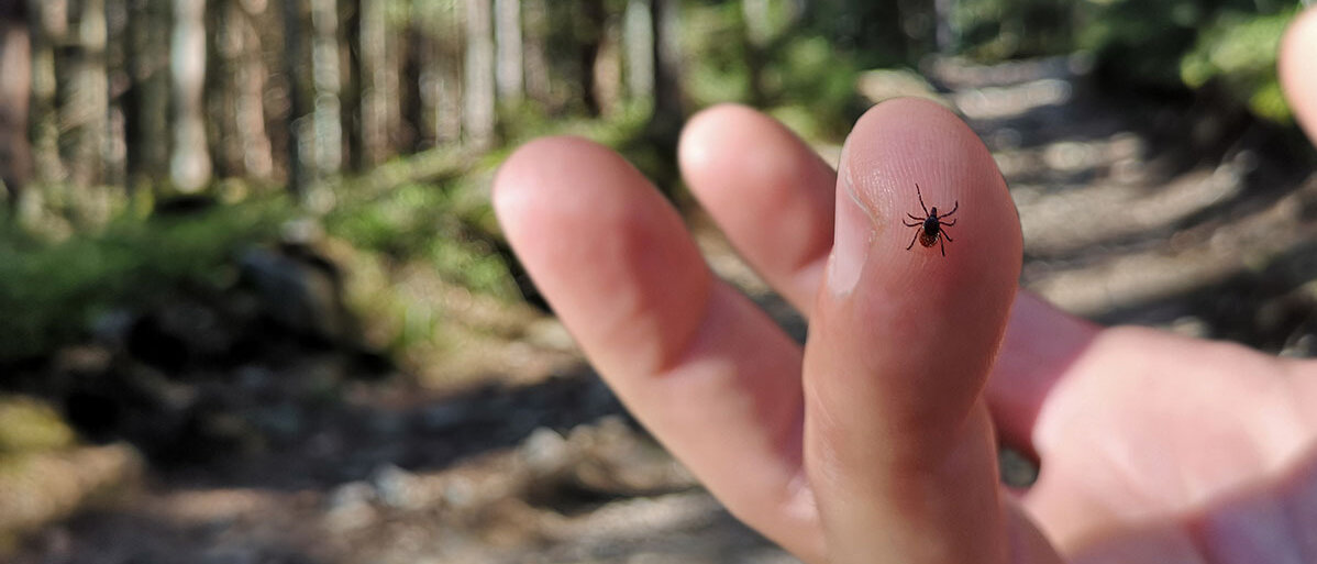 Eine Person im Wald hat auf ihrem Zeigefinger eine Zecke sitzen, die sich noch nicht festgebissen hat. Die Zecke ist wenige Millimeter groß und dunkel.