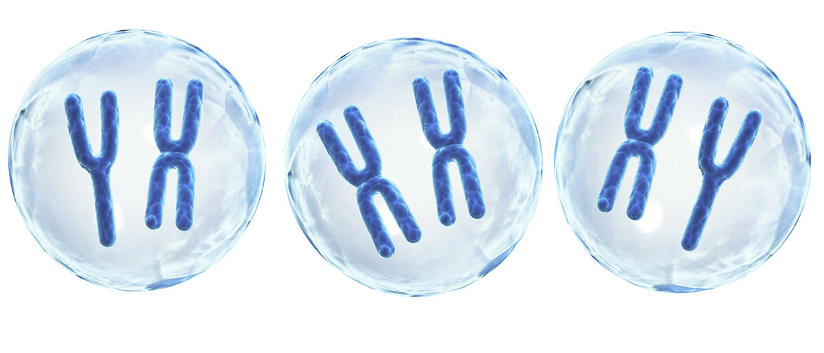 Zellen mit XY, XX und XY-Chromosomen 