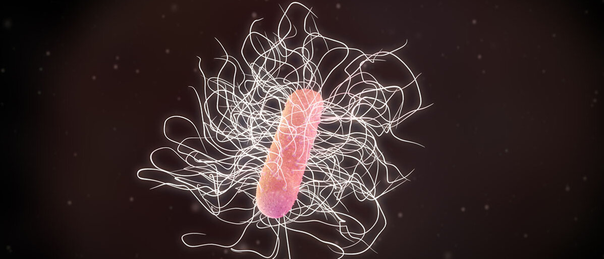 Bakterium Clostridium Difficile auf schwarzem Hintergrund