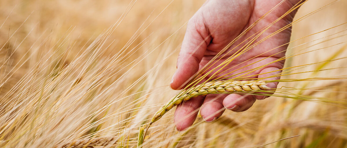 Hand streift durch einen Gerstenfeld