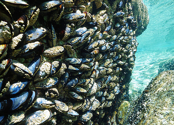 Medikamente im Abwasser haben zur Verschmutzung der Ostsee geführt. Miesmuscheln an einem Felsen unter Wasser.