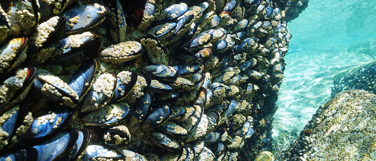 Medikamente im Abwasser haben zur Verschmutzung der Ostsee gefĂŒhrt. Miesmuscheln an einem Felsen unter Wasser.