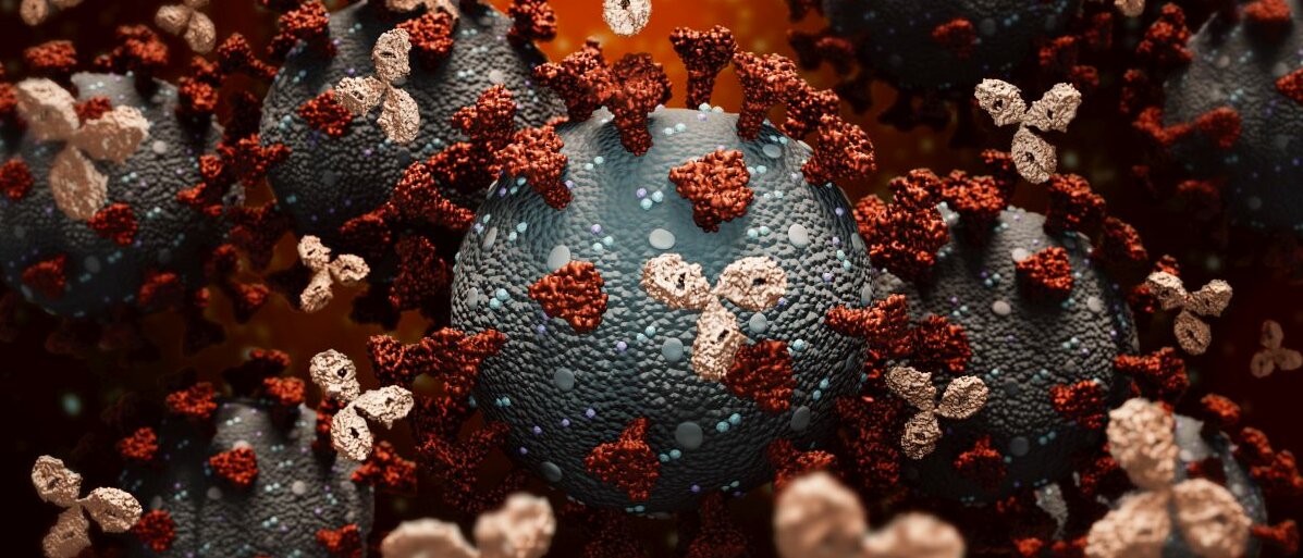 Schematisch dargestellte Antikörper, die Coronaviren angreifen