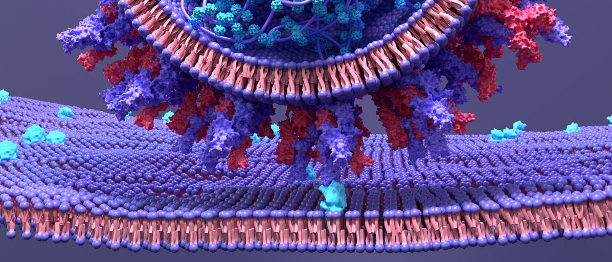 Eine Illustration von einem Coronavirus SARS-CoV-2, das mit seinem Spike-Protein an ein ACE2-Protein bindet, welches sich in einer Phospholipid-Doppelschicht-Membran befindet.