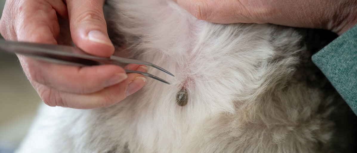 Hände, die das Fell von einem Hund zurückhalten und mit einer Zeckenzange versuchen, eine festgebissene Zecke im Fell des Hundes zu entfernen