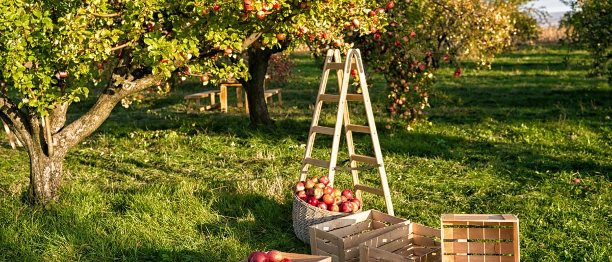 Eine Apfelbaumplantage: Neben einem Apfelbaum stehen eine Leiter, Holzkisten und ein Korb mit Äpfeln.