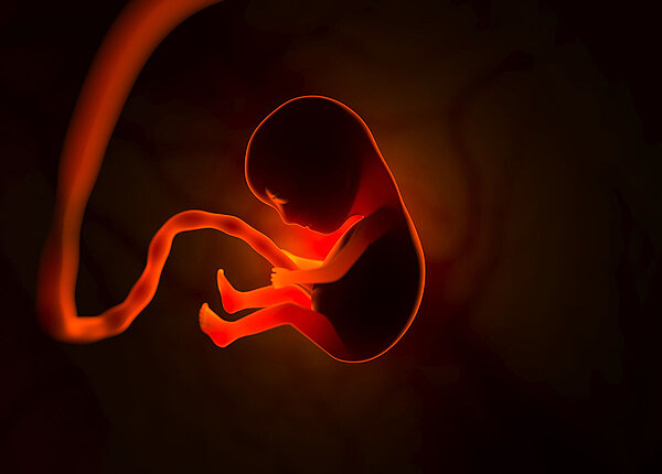 Die Entwicklung eines menschlichen Embryos im Mutterleib.