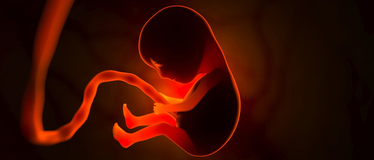 Die Entwicklung eines menschlichen Embryos im Mutterleib.