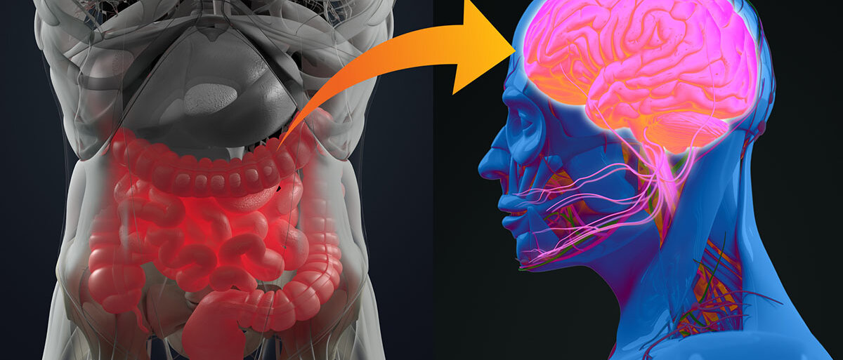 Eine Grafik verdeutlicht den Zusammenhang zwischen den Bakterien im Magen-Darm-Trakt und dem menschlichen Gehirn.