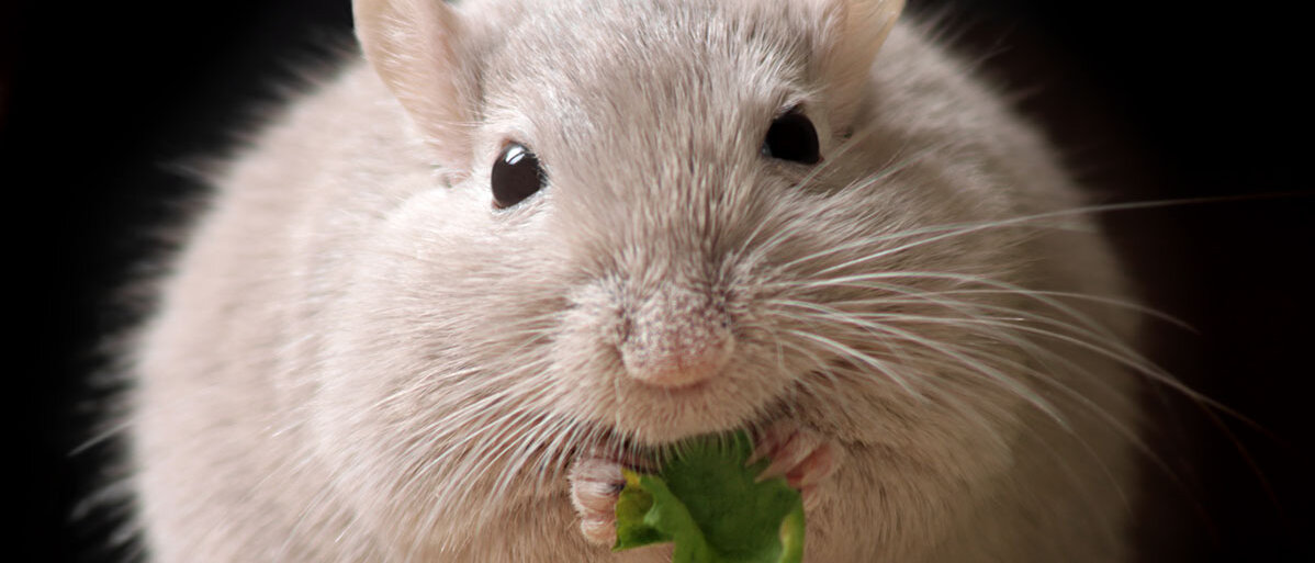 Eine fasst kugelrunde Maus knabbert an einem kleinen Stück von einem Salatblatt.