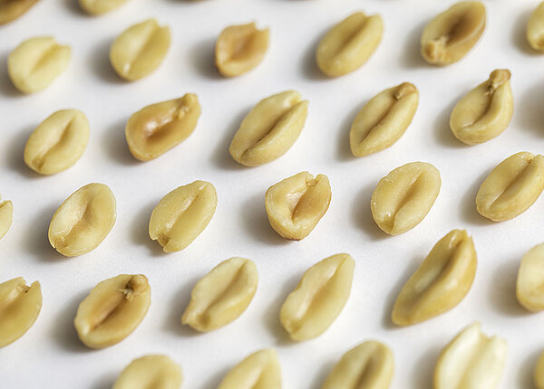 Geschälte Erdnüsse in Reihe auf weißem Hintergrund 