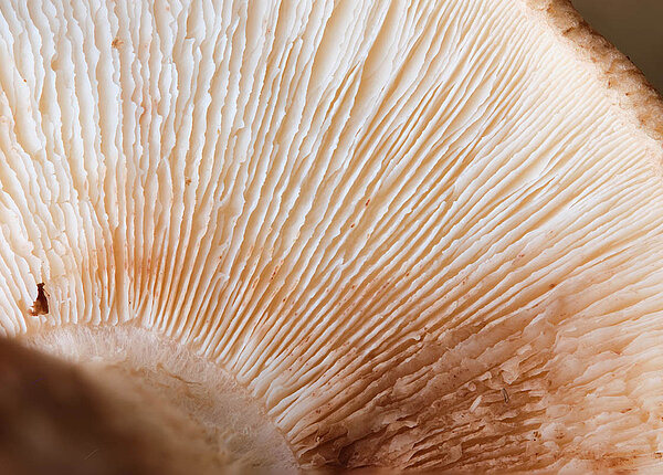 Nahaufnahme eines Shiitake-Pilzes von unten