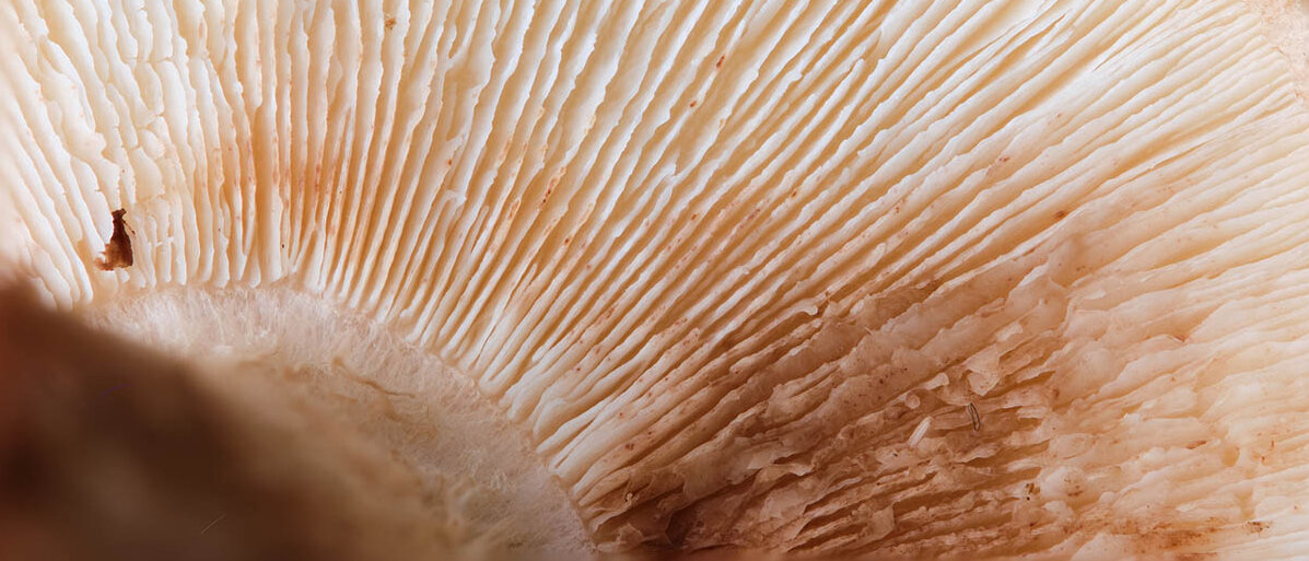 Vitalpilze und ihre Wirkung: Was tun Pilze für die Gesundheit? Nahaufnahme eines Shiitake-Pilzes von unten