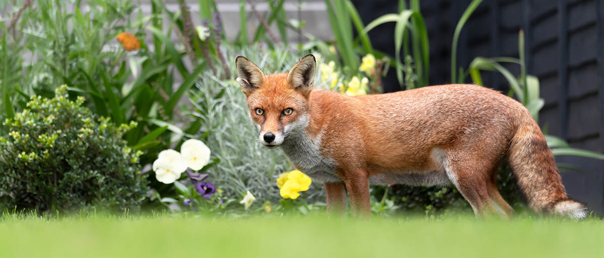 Ein Rotfuchs steht in einem Garten vor einem Blumenbeet.