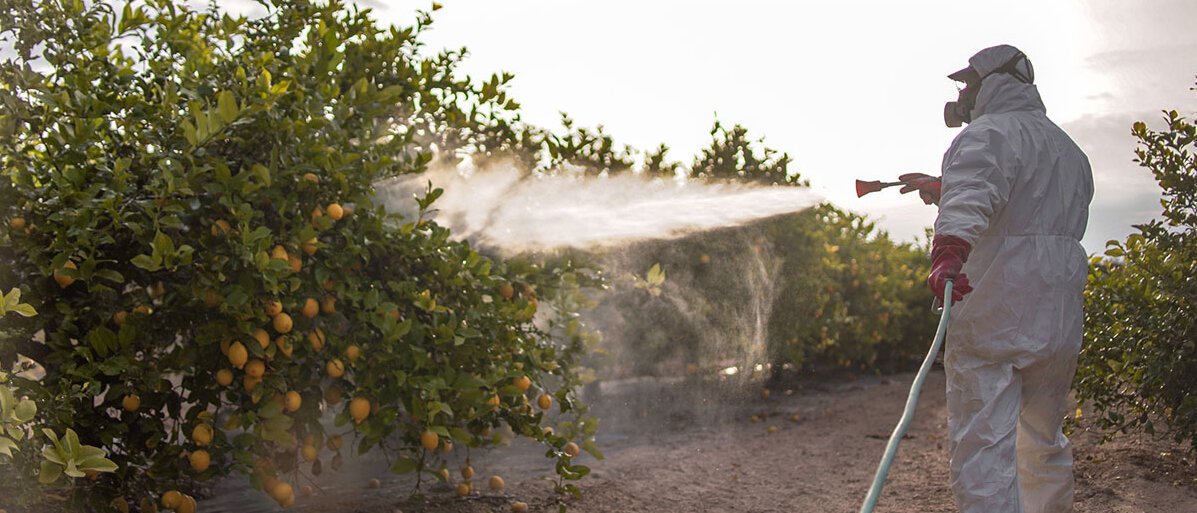 Ein Mann in Schutzanzug und mit Gasmaske besprüht Orangenbäume mit Pestiziden.