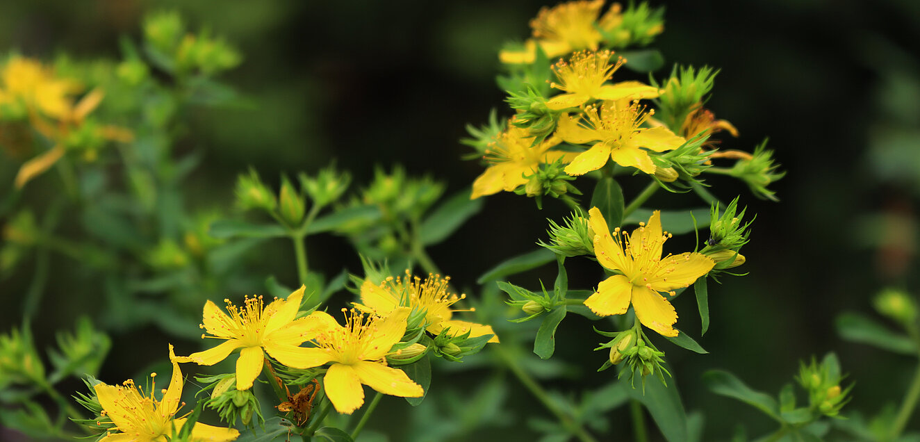 Johanniskraut mit gelben Blüten