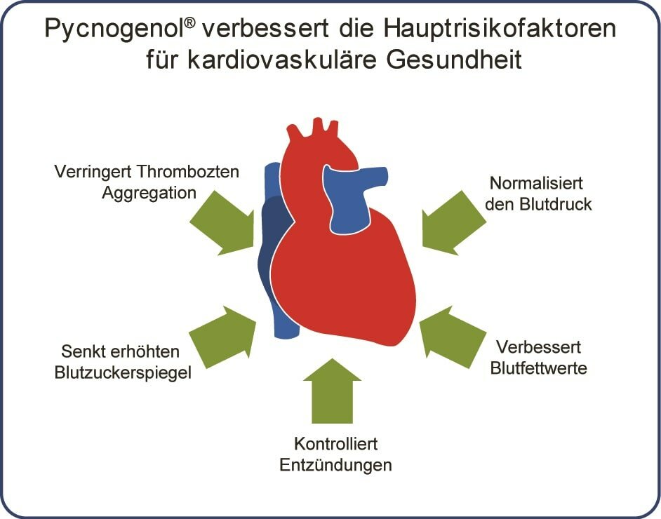 Pycnogenol® verbessert kardiovaskuläre Gesundheit