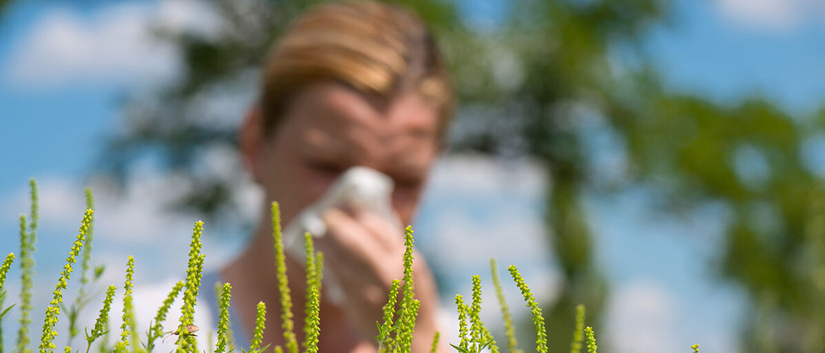 Frau putzt sich die Nase und im Vordergrund sieht man die Pflanze Ambrosia