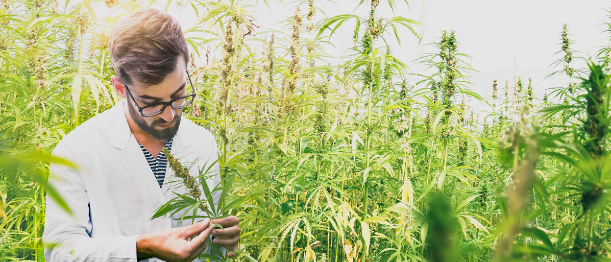 Ein Mann in Laborkittel steht in einem Cannabis-Anbau-Feld und begutachtet die Pflanzen.
