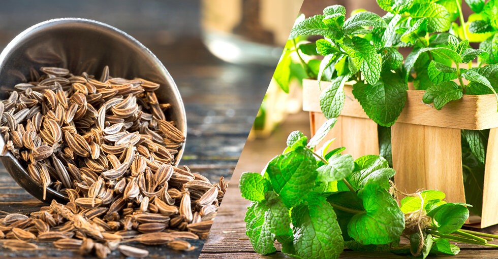  links Kümmel; rechts Pfefferminz