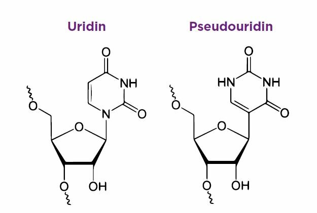 Uridin und Pseudouridin unterscheiden sich nur in der Position eines Stickstoff-Atoms: in Uridin ist Ribose über ein Stickstoff-Atom an die Base Uracil gebunden, in Pseudouridin sind Ribose und Uracil über ein Kohlenstoffatom verknüpft.