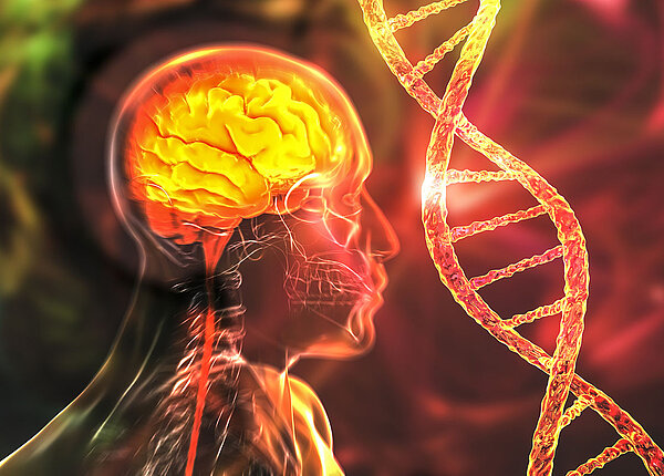 3-D-Illustration eines menschlichen Gehirns; daneben ein DNA-Strang 