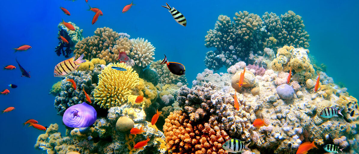 Zwischen bunten Korallen verschiedener Form und Größe schwimmen Fische.